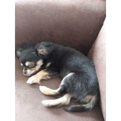 2 lieve chihuahua's te koop