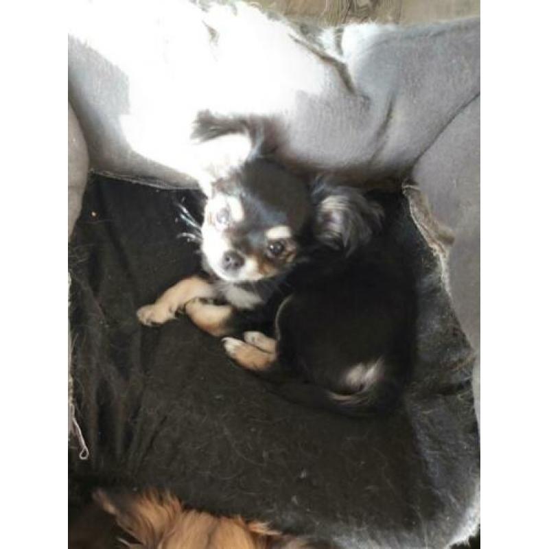 2 lieve chihuahua's te koop