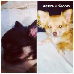 2 lieve chihuahua's te koop