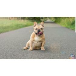 Franse Bulldog pup - reu- met stamboom