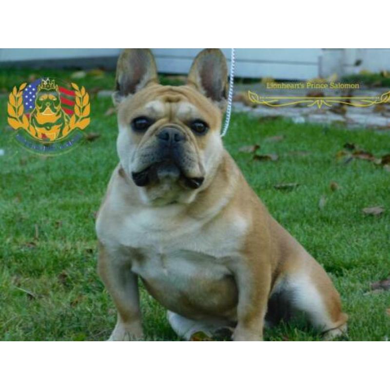 Franse Bulldog pup - reu- met stamboom