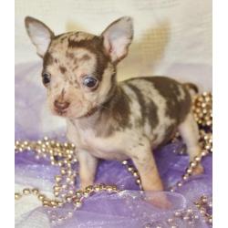 te koop chihuahua t.cup & mini choco merle & blue merle