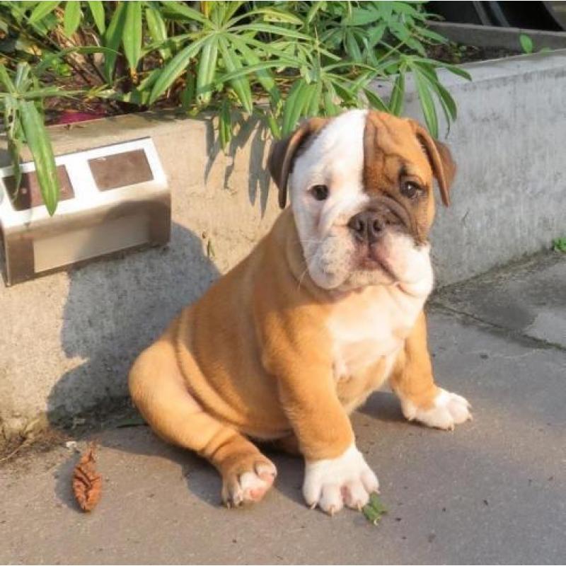 Engelse Bulldog PUPS met FCI stamboom