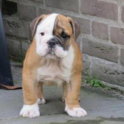 Engelse Bulldog PUPS met FCI stamboom