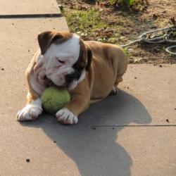 Engelse Bulldog PUPS met FCI stamboom