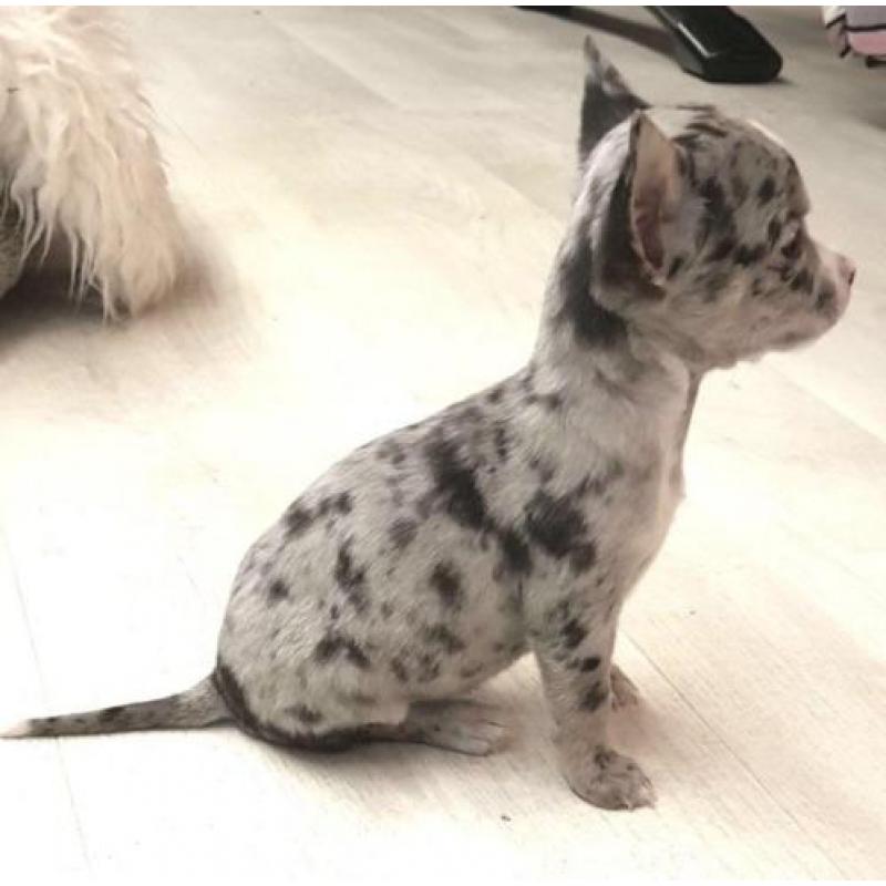 te koop chihuahua t.cup & mini choco merle & blue merle