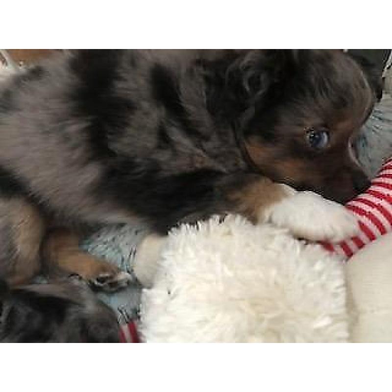 Toy Australian Shepherd pupje Blue merle blauwe ogen