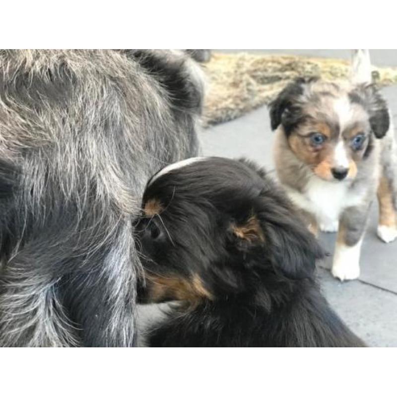 Toy Australian Shepherd pupje Blue merle blauwe ogen