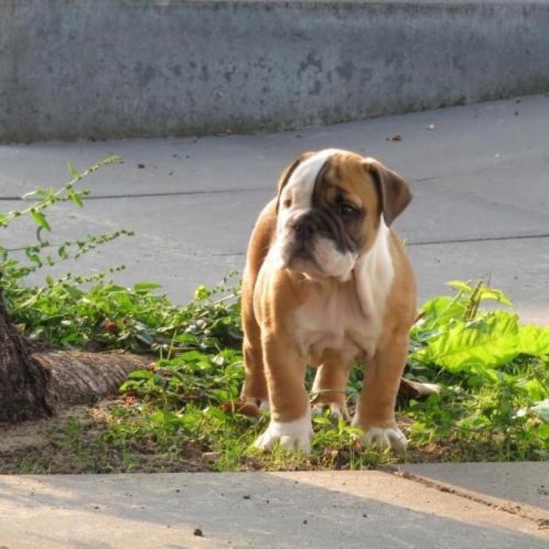 Engelse Bulldog PUPS met FCI stamboom