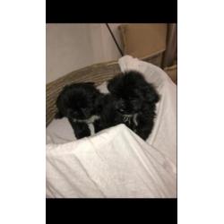 Shi Tzu pups